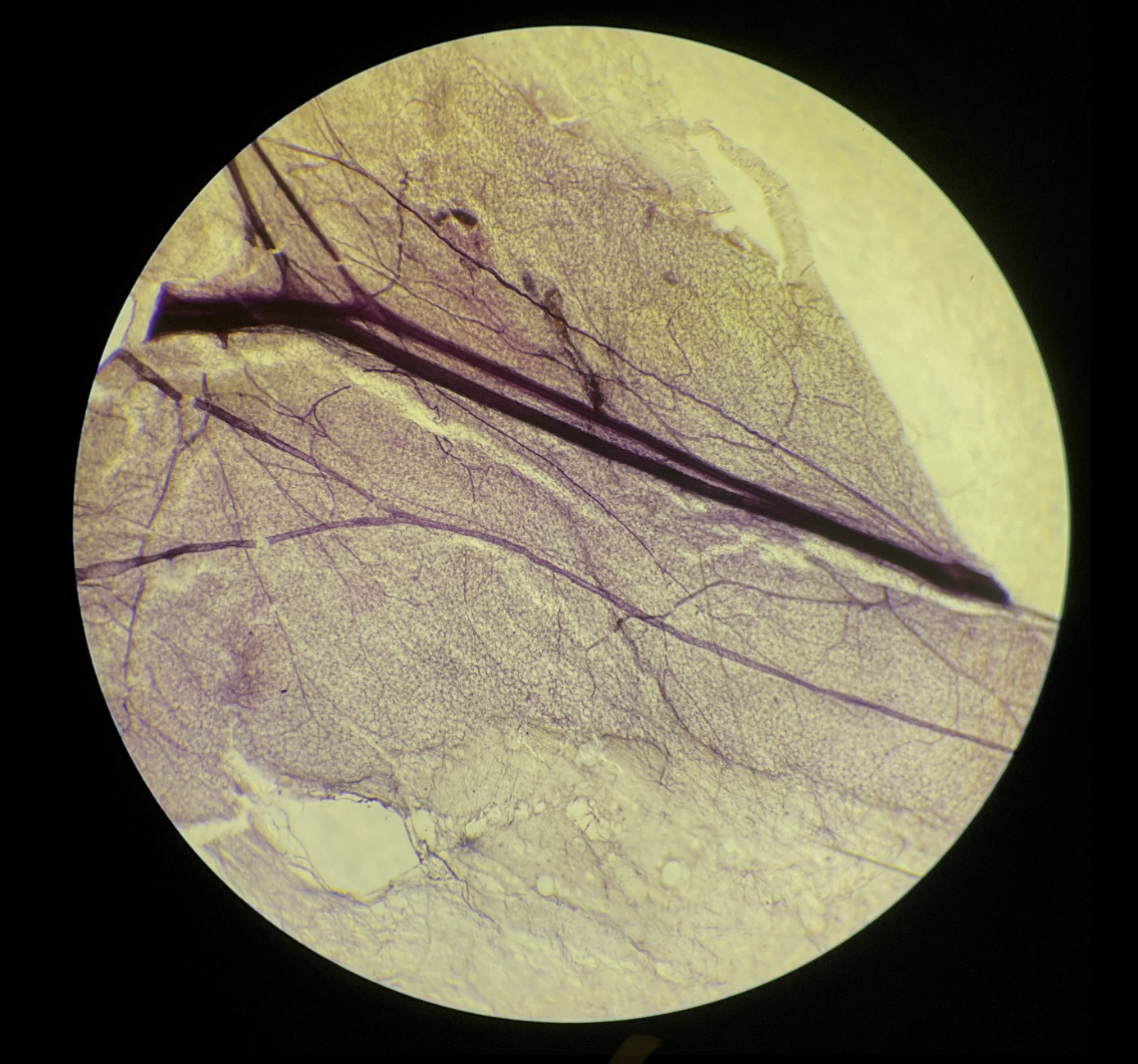 term image