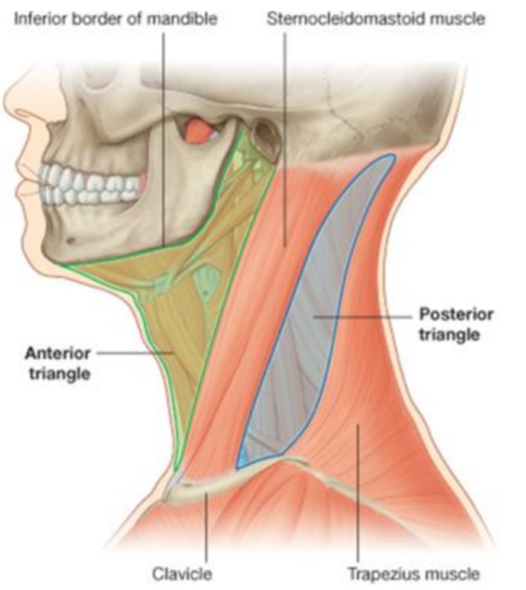 <p>1. anterior border of Sternocleidomastoid</p><p>2. inferior margin of mandible</p><p>3. Anteromedial line of neck</p>