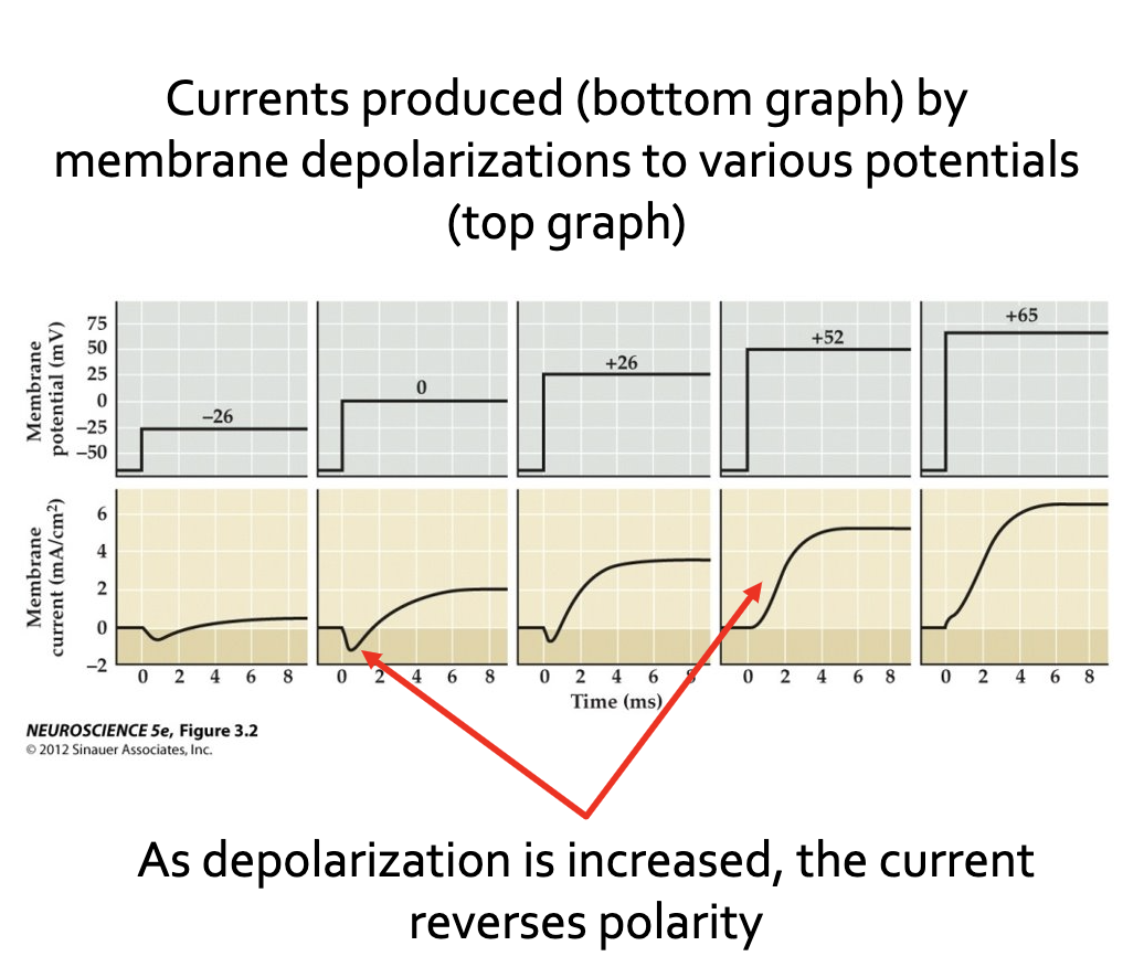 <p>They determined that the membrane current behaved differently depending upon the membrane potential.</p>