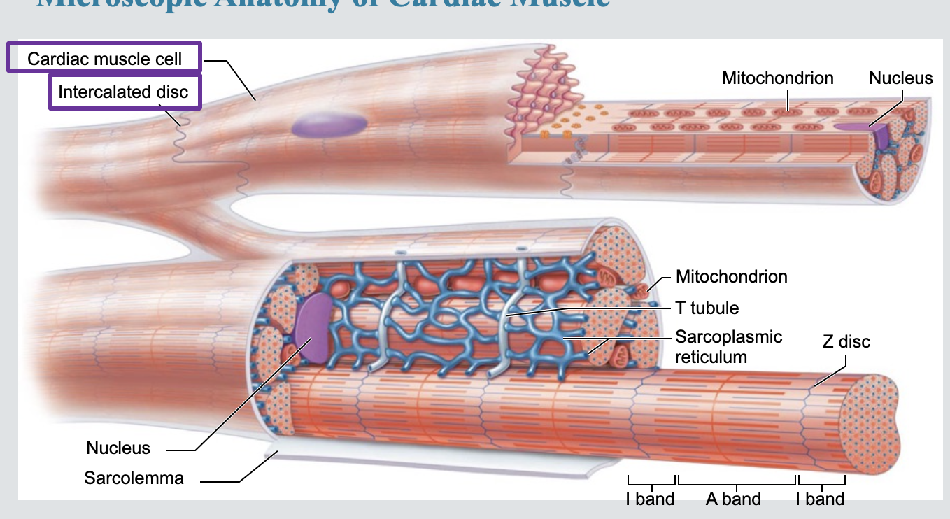 <p>connecting junctions between cardiac cells that contain desmosomes and Gap Junctions </p>