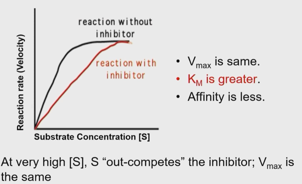 <ul><li><p>They compete with substrate for the active site of enzyme</p></li><li><p>they often resemble substrate and can fit into the enzyme</p></li><li><p>at high S, substrates out-compete the inhibitor and effective ness decreases</p><ul><li><p>Km is always changed</p></li></ul></li></ul><p></p>