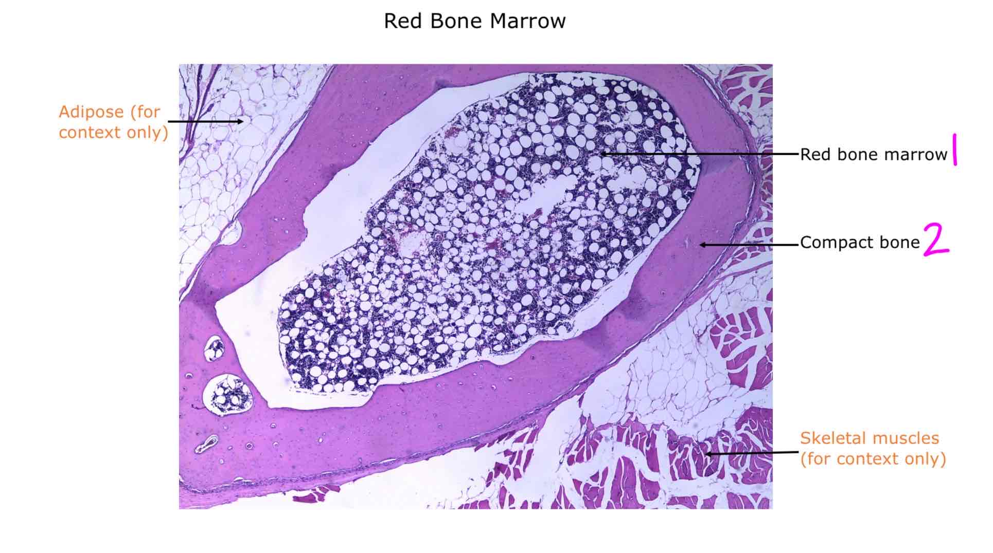 <ol><li><p>Red bone marrow</p></li><li><p>Compact bone</p></li></ol>