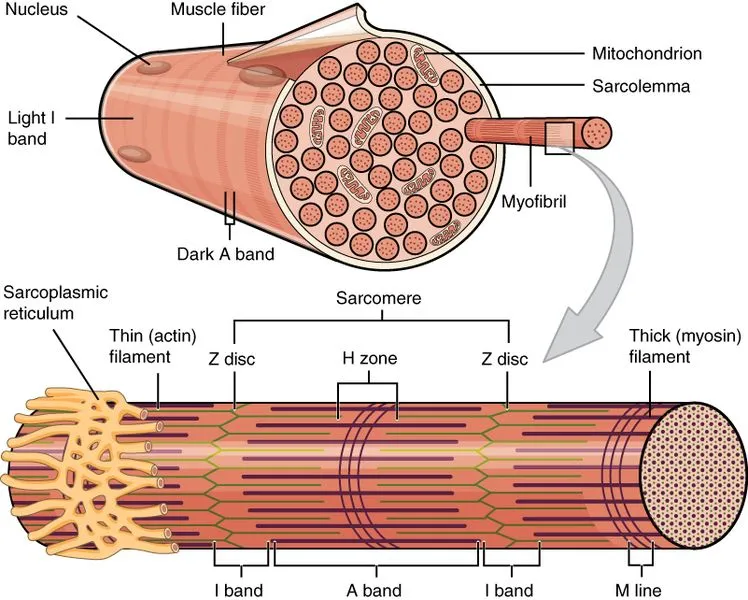 <p>inside the sarcomere → contract the muscle </p><p>thick = myosin</p><p>thin = actin </p>