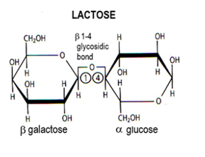 <p>Disaccharide:</p><p>Galactose + alpha glucose by 1,4 glycosidic bond.</p>