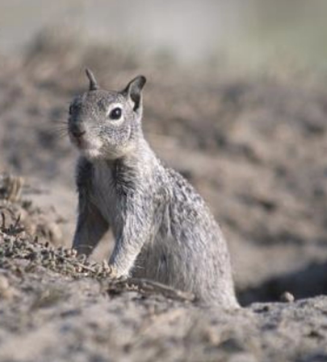 <p>Ground Squirrel</p>