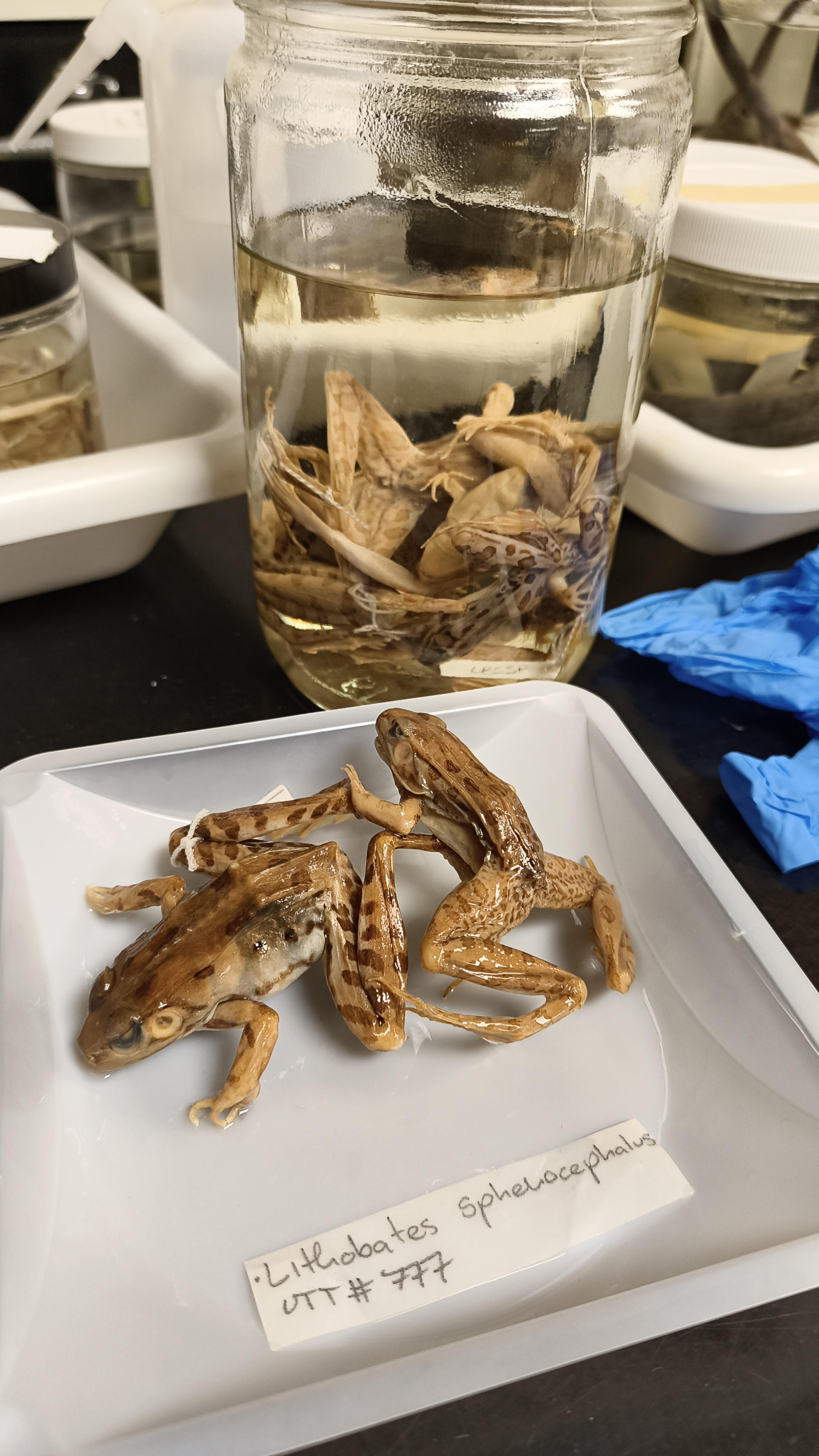 <p>Ranidae Rana sphenocephala</p>