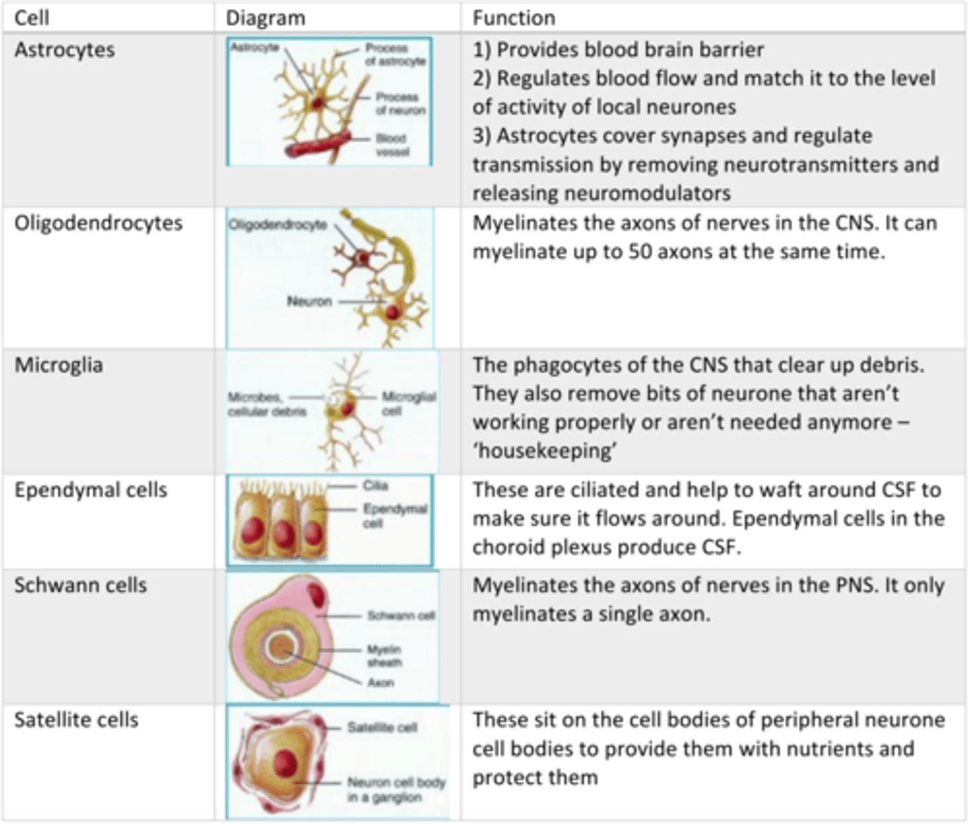 <p>A) In the CNS, there are oligodendrocytes, astrocytes, microglia, and ependymal cells; in the PNS, there are Schwann cells and satellite cells.</p>
