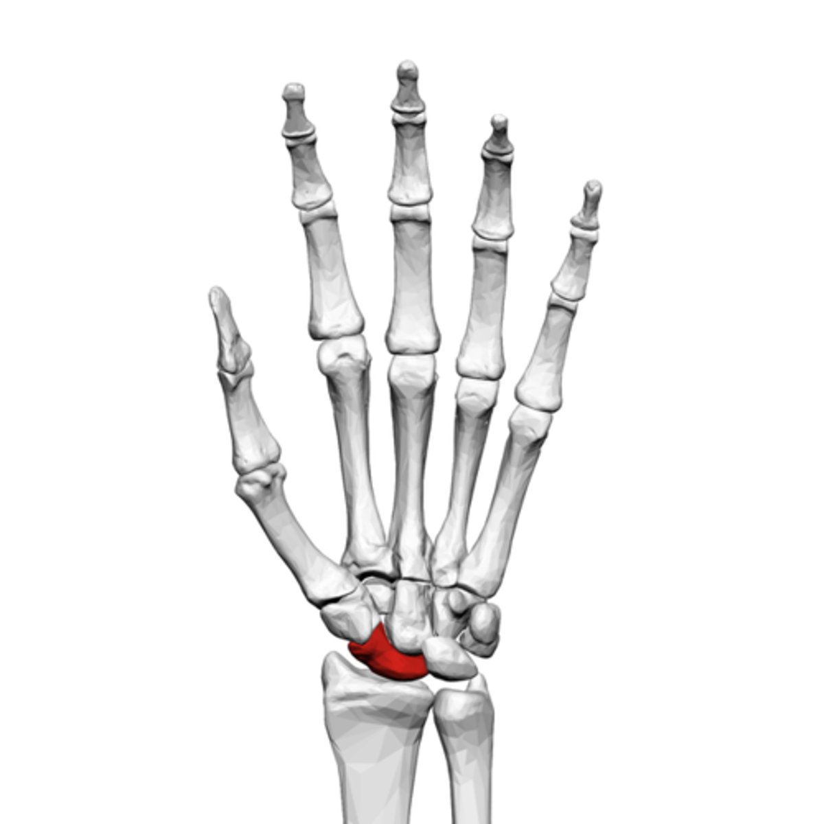 <p>What is the term of the bones highlighted in red?</p>