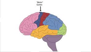 <p>posterior part of frontal lobe, controls voluntary movement. neurons send signals down spinal cord to muscles, divided into regions (control diff regions of body). also learning movements and coordination</p><p><strong>Damage:</strong>paralysis or difficulty with volunteer motor control. right side damaged=no left muscle use and vis versa.also effects learning of movements </p>