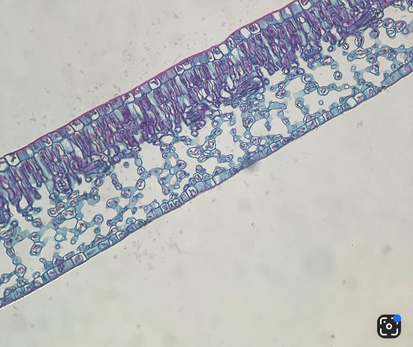 <p>monocot</p>