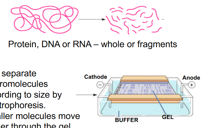 <p>Gel Electrophoresis</p>