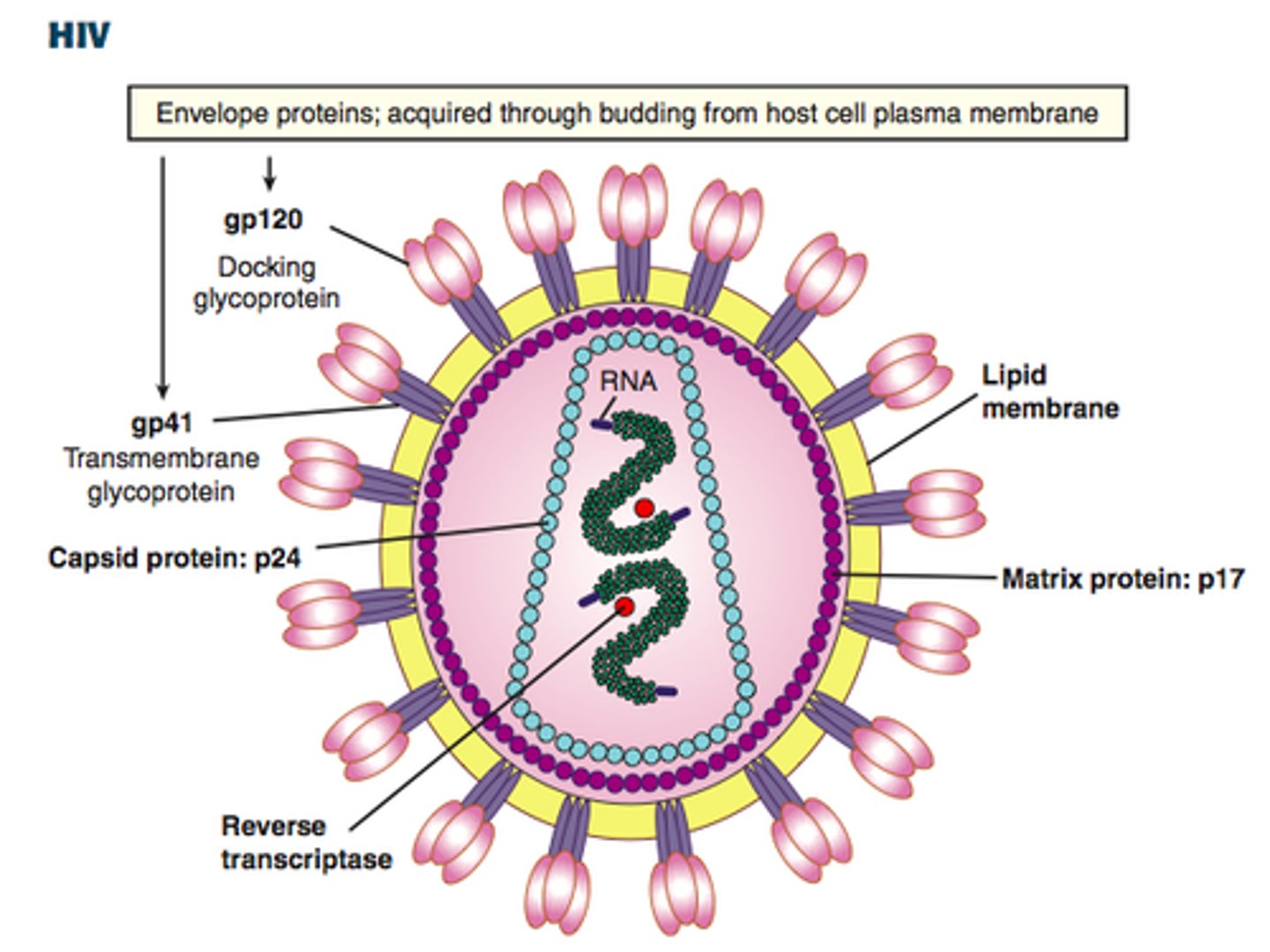 <p>(n) /eɪdz/ bệnh AIDS (một hội chứng suy giảm miễn dịch do virus HIV gây ra)</p>