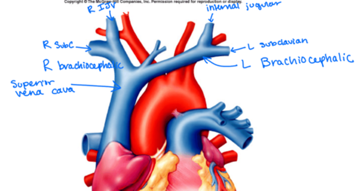 <p>◦ L & R subclavian vv</p><p>◦ External Jugular vv (EJV)</p><p>◦ Internal Jugular vv (IJV)</p><p>◦ L & R brachiocephalic vv</p>
