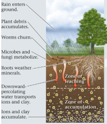 knowt flashcard image