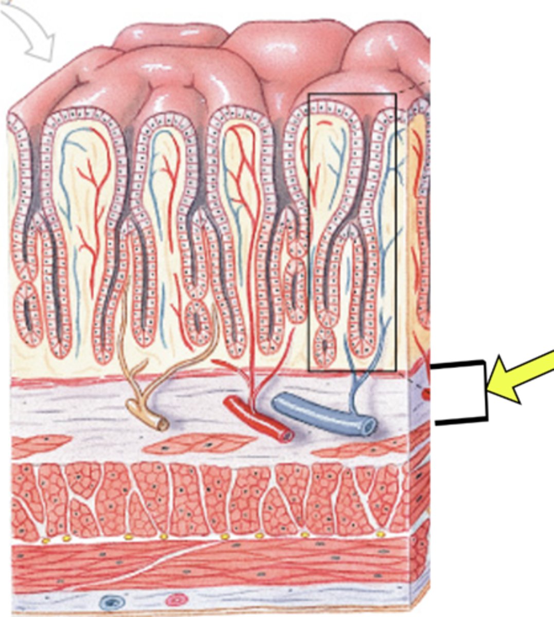 <p>Name this layer</p>