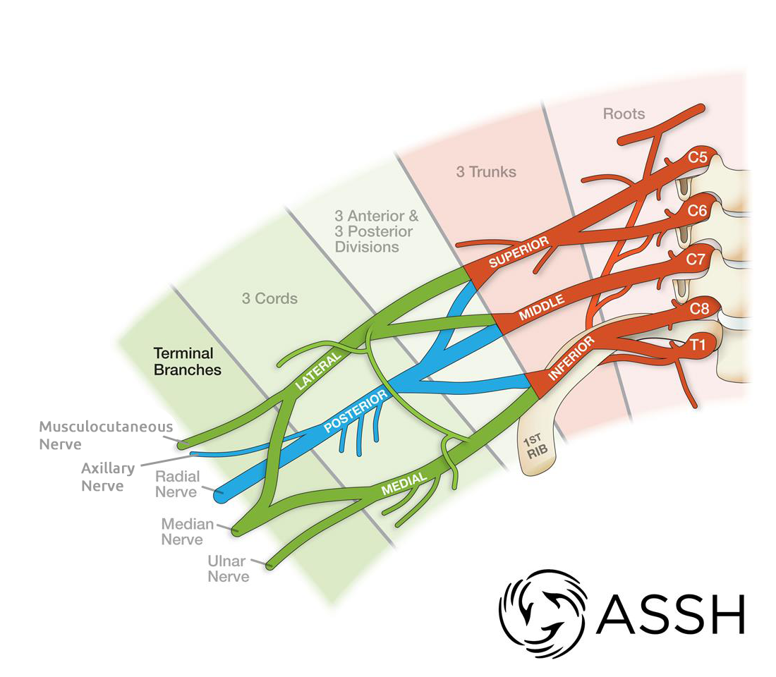 <p><strong>Musculocutaneous Nerve&nbsp;</strong></p><p></p><p><strong>Axillary Nerve</strong></p><p></p><p><strong>Median Nerve</strong></p><p></p><p><strong>Radial Nerve</strong></p><p></p><p><strong>Ulnar Nerve</strong></p><p></p><p><strong>MAMRU ABBREVIATION</strong></p><p></p><p><strong>These Terminal Nerves continue down the upper limb for a considerable distance. They are providing motor innervation to the muscles of the upper limb. They provide sensory innervation to the skin of the upper limb</strong></p>