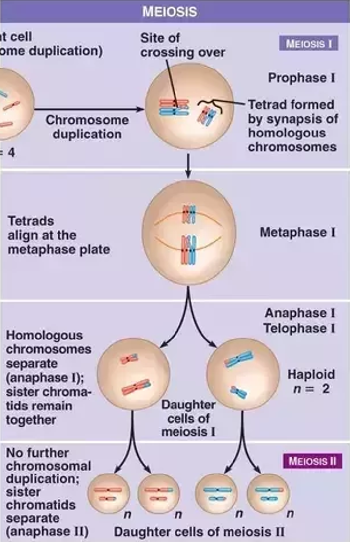 <p>A type of cell division  that occurs in gonads (testes and ovaries) that produces gametes (sex cells: sperm and egg). The four daughter cells produced contain half the chromosome number (haploid) of the original parent cell). Used for sexual reproduction and produces non-identical cells. PMAT x2 (two divisions).</p><p></p><ol><li><p>The DNA replicates in interphase.</p></li><li><p>The homologous chromosomes pair up and align at the metaphase middle.</p></li><li><p>The DNA crosses over, causing genetic variation)</p></li><li><p>The homologous chromosomes separate in anaphase 1 (the sister chromatids stay together)</p></li><li><p>This means that it goes from 2N to N. For example, there are 4 chromosomes after DNA replication. When these homologous chromosomes split, each cell (there are 2 cells now) has 2 chromosomes.</p></li><li><p>Then, the sister chromatids separate into 4 cells.</p></li></ol>