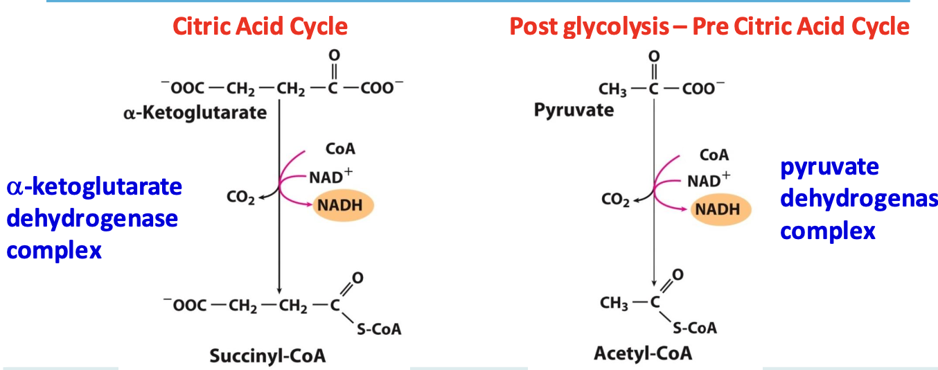 <p>These 2 complexes are homologous: same 3 enzyme assembly; similar enzymatic activities; same 5 cofactors (TPP, lipoamide, FAD, CoA, NAD⁺); similar mechanisms</p><p>The active sites have diff binding specificities as they accommodated differently sized molecules</p>