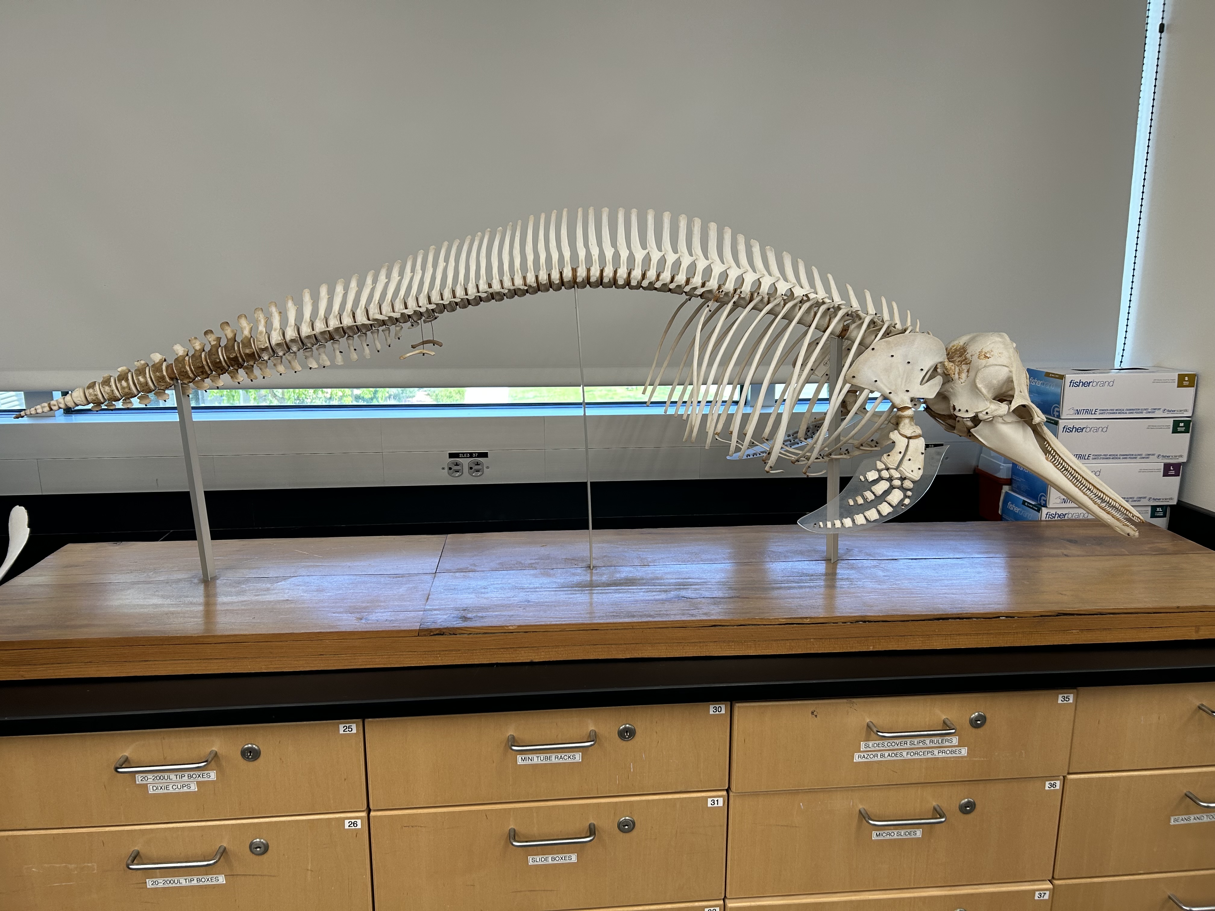 <p>Order: </p><p>Family: </p><p>Genus: </p><p>Species: </p>