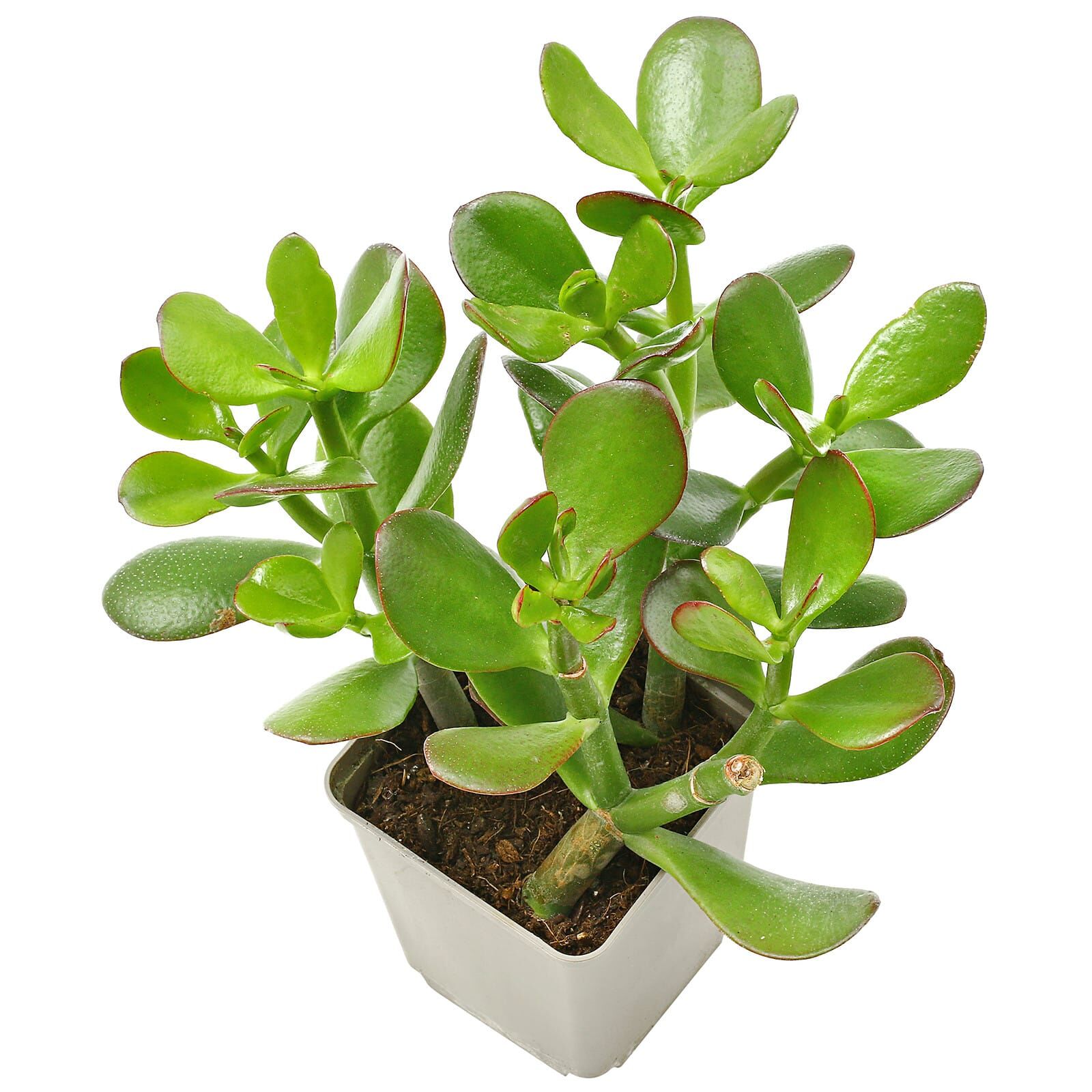 <p>Jade Plant</p>