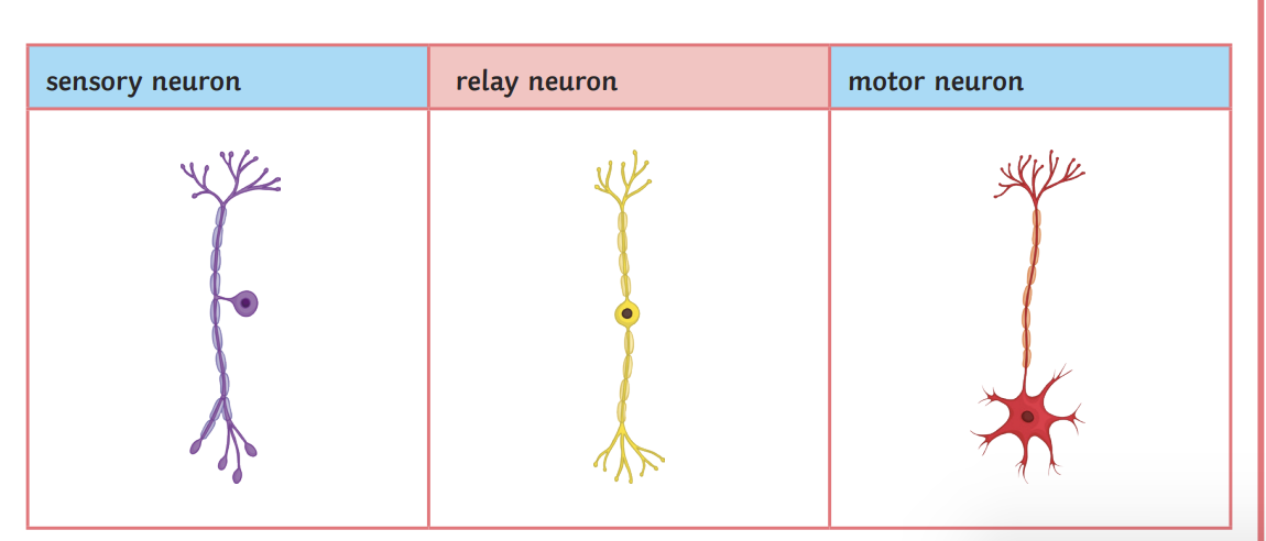 <ul><li><p>Sensory neurones</p></li><li><p>Motor neurones</p></li><li><p>Relay neurones</p></li></ul>