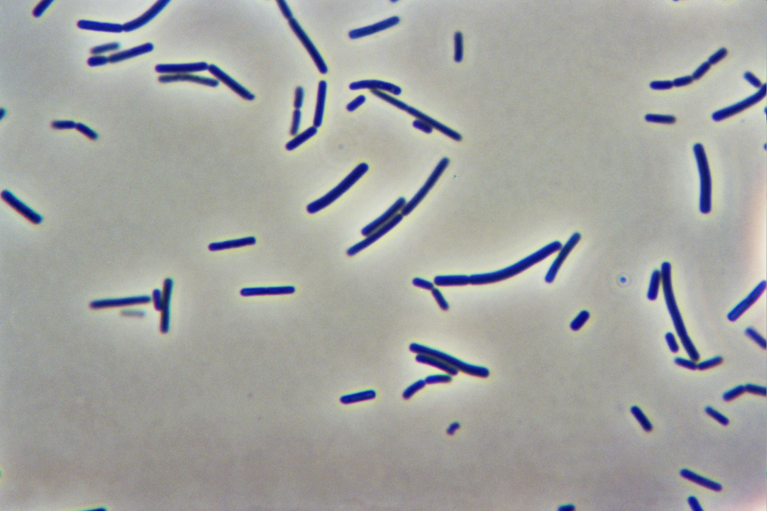 <p>What organism has long thin chaining GPRs?</p>