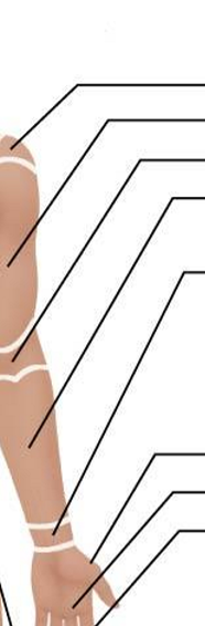 <p>Anterior Appendicular Region- Upper Limb and Manus</p>