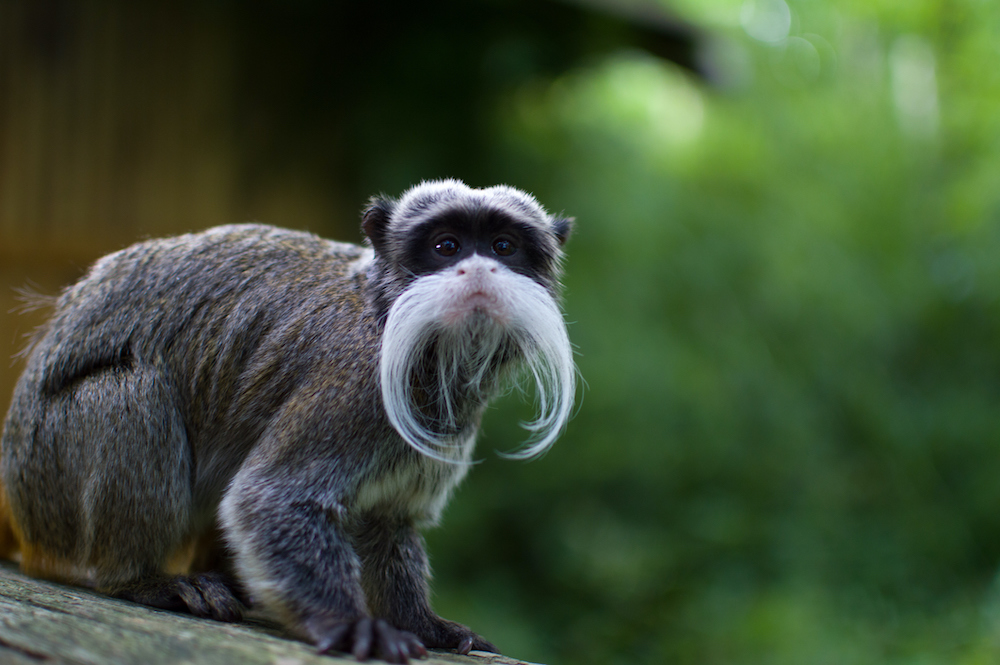 <p>Tamarins</p>
