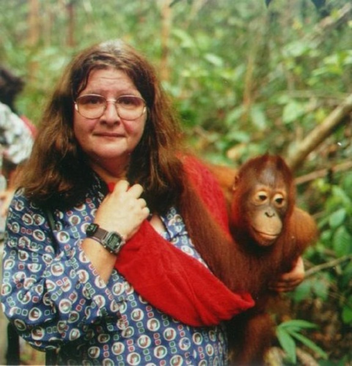 <p>Studied orangutans in Borneo, contributing significantly to our knowledge of these great apes' lives in the wild. (Pongo)</p>