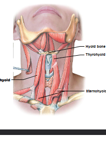 <p>Sternohyoid, omohyoid, and thyrohyoid are what?</p>