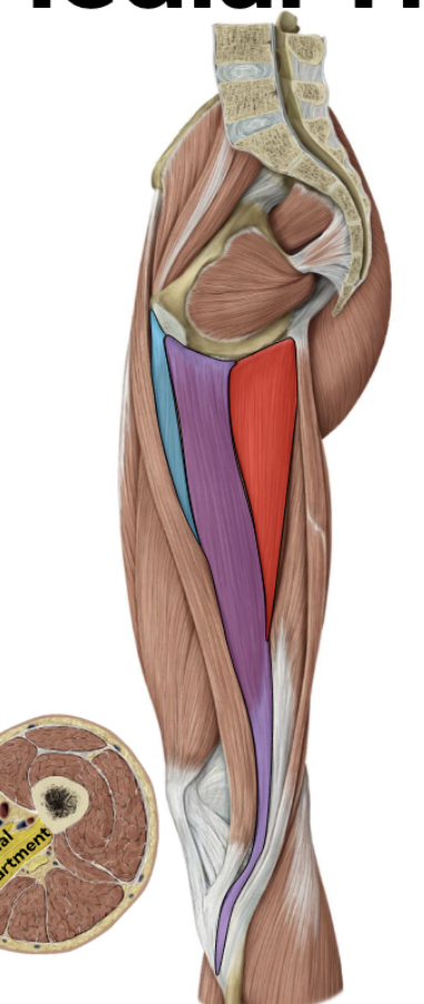 <p>Origin: ischiopubic ramus; </p><p>Insertion: linea aspera; </p><p>Actions: hip adduction; </p><p>Innervation: obturator n. </p>