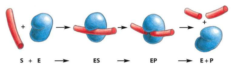 * catalyzes the cutting of polysaccharide (sugar) chains in cell walls of bacteria
* catalyzes a hydrolysis reaction: adds water to bond between two adjacent sugar groups in sugar chain to cause bond breakage, reaction is favorable
