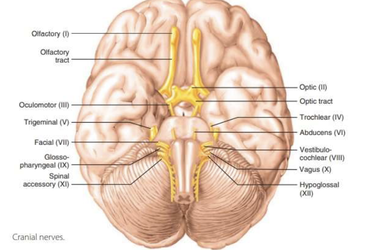 <ol><li><p>OLFACTORY (I) </p></li><li><p>OPTIC (II)</p></li><li><p>OCULOMOTOR(III)</p></li><li><p>TROCHLEAR (IV)</p></li><li><p>TRIGEMINAL (V)</p></li><li><p>ADUCENS (VI)</p></li><li><p>FACIAL (VII)</p></li><li><p>VESTIBULOCHLEAR (VIII)</p></li><li><p>GLOSSOPHRAYNGEAL (IX)</p></li><li><p>VAGUS (X)</p></li><li><p>ACCESSORY (XI)</p></li><li><p>HYPOGLOSSAL (XII)</p></li></ol><p></p>