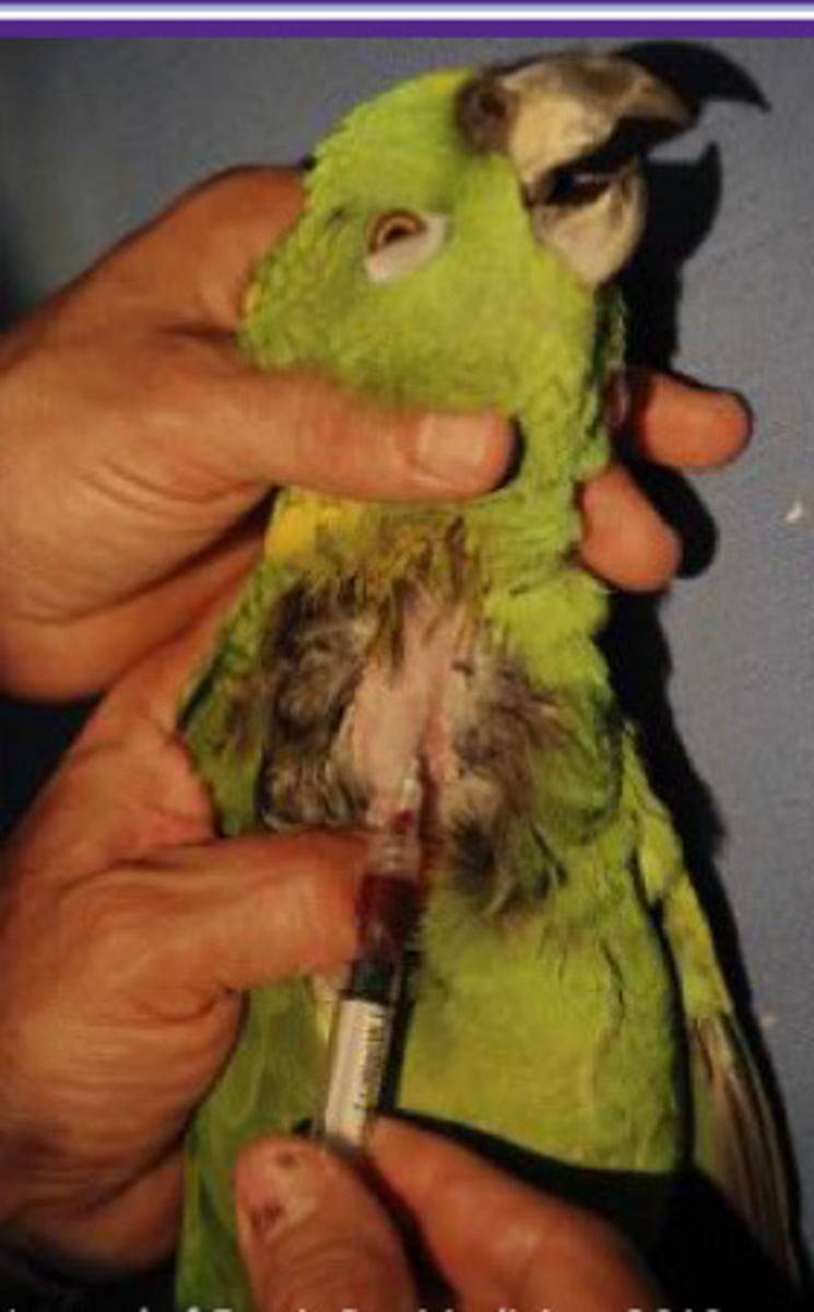 <p>What are the sites of blood collection?</p>