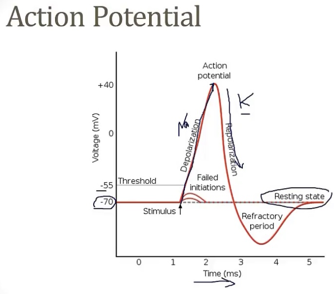 <p>-~70mV</p><p>-K+ leak out of the cell</p><p>-Na; raise</p><p>-Na; propagation</p><p>-Ca, neurotransmitter</p><p>-exocytosis</p><p>-caine; Na</p>