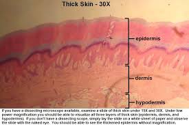 <ul><li><p>epidermis </p></li><li><p>dermis </p></li><li><p>hypodermis </p></li></ul><p></p>