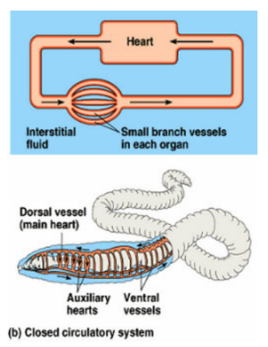 <p>circulation: closed system</p><p>respiration: across skin + parapodia</p>