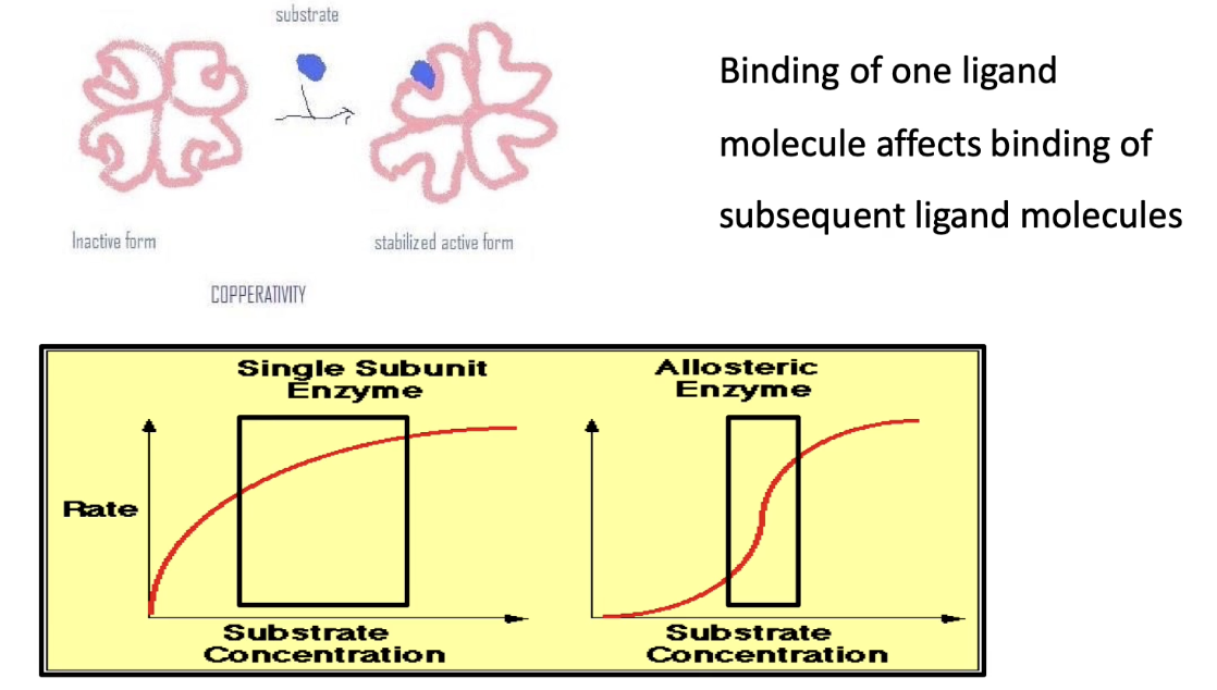 <ul><li><p class=""><strong>Definition</strong>: Binding of a ligand to one subunit affects binding affinity of other subunits</p></li><li><p class="">Occurs in <strong>multimeric</strong> enzymes, not monomeric ones</p></li><li><p class=""><strong>Initial binding</strong> triggers conformational changes in all subunits</p></li><li><p class="">Leads to <strong>increased overall affinity</strong> for the ligand (↓Km)</p></li><li><p class="">Result: <strong>Sigmoidal ("S"-shaped) enzyme kinetics curve</strong></p></li></ul><p></p>