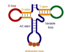 <p>transfer RNA</p><ul><li><p>Delivers specific amino acids <strong>from the cytoplasm to the ribosome</strong> where they are joined to form a polypeptide chain.</p></li><li><p><strong>Carries amino acids.</strong></p></li></ul><p>anticodon</p><p></p>