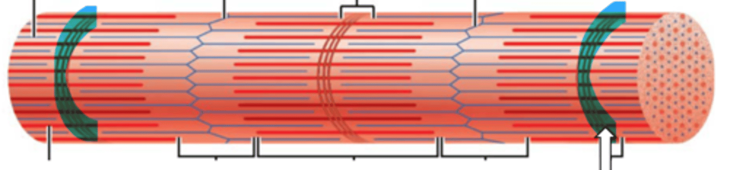 <p>name the structure</p>
