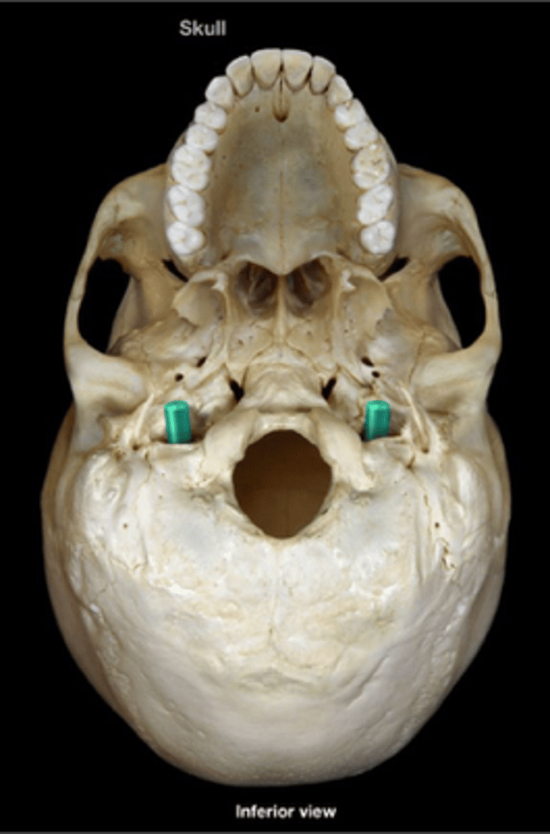 <p>What structures/features make up the jugular foramen?</p>