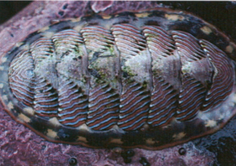 <p>Phylum Mollusca: Polypalcophora Overview</p>