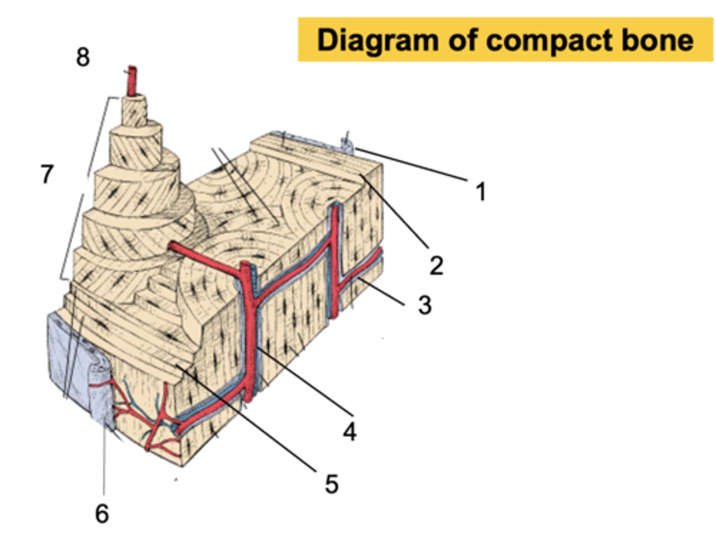 <p>What is shown at #3?</p>