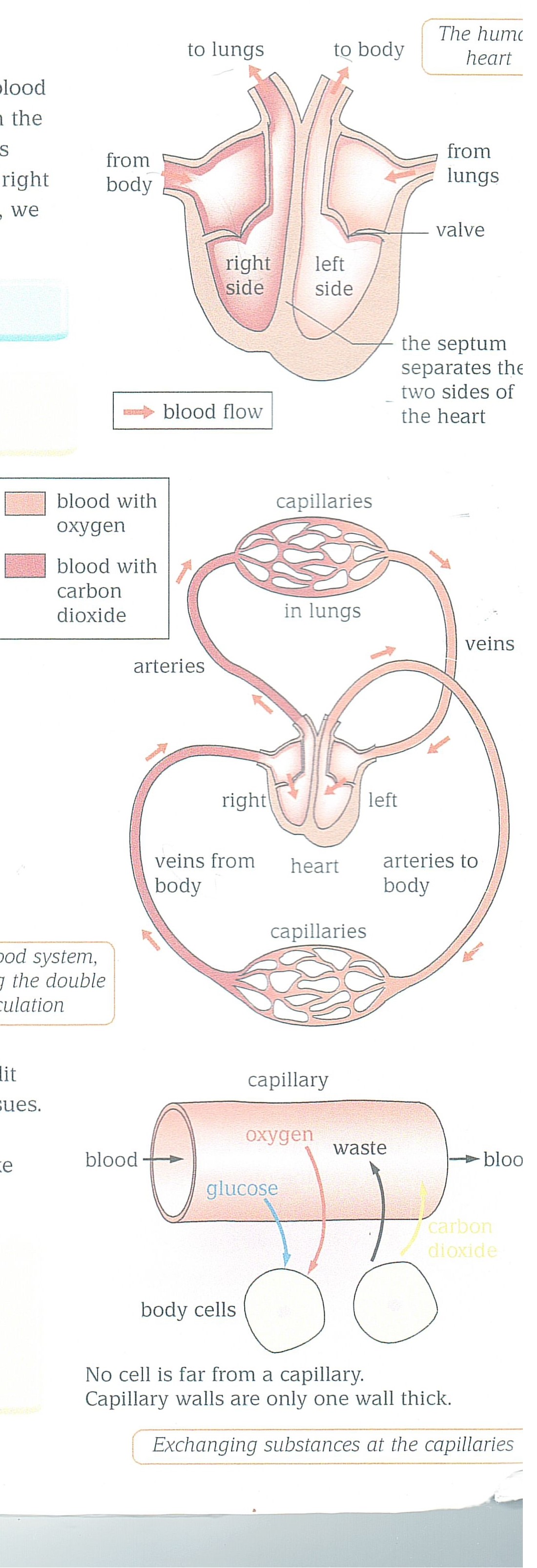 Pictures of the heart pumping process and capillaries.