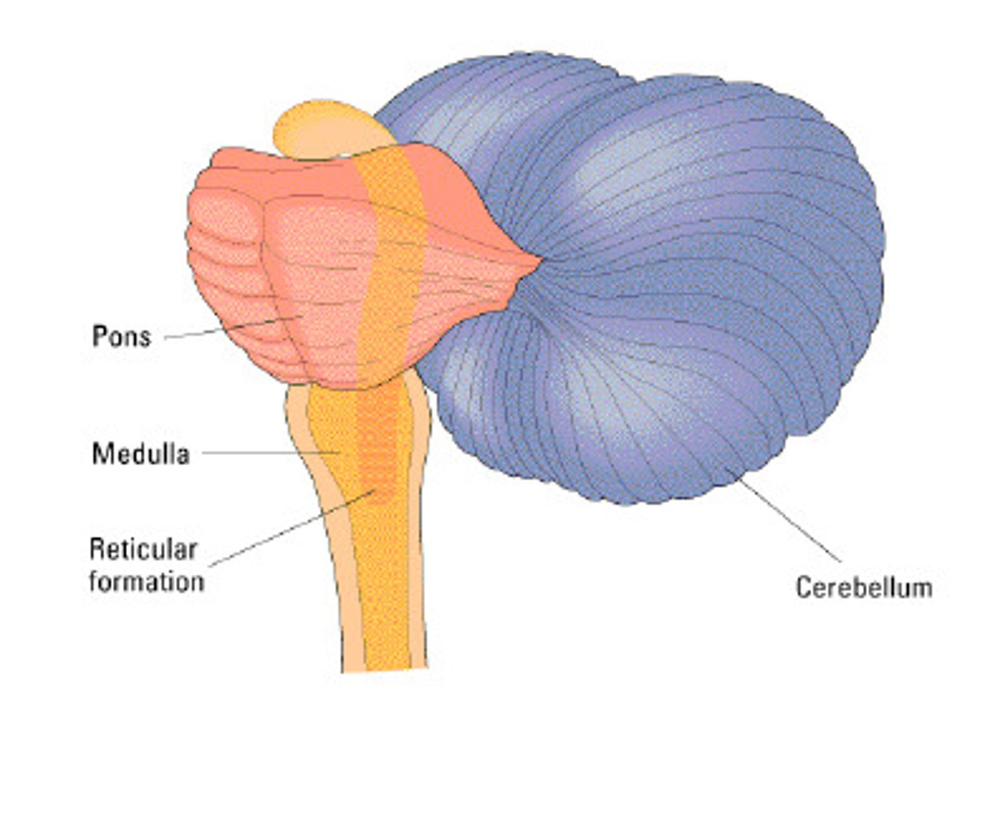 <p>a nerve network that travels through the brainstem and thalamus and plays an important role in controlling arousal</p>