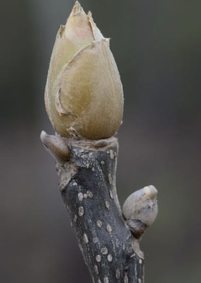 <p>mockernut hickory</p>