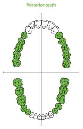 <p>Posterior </p>