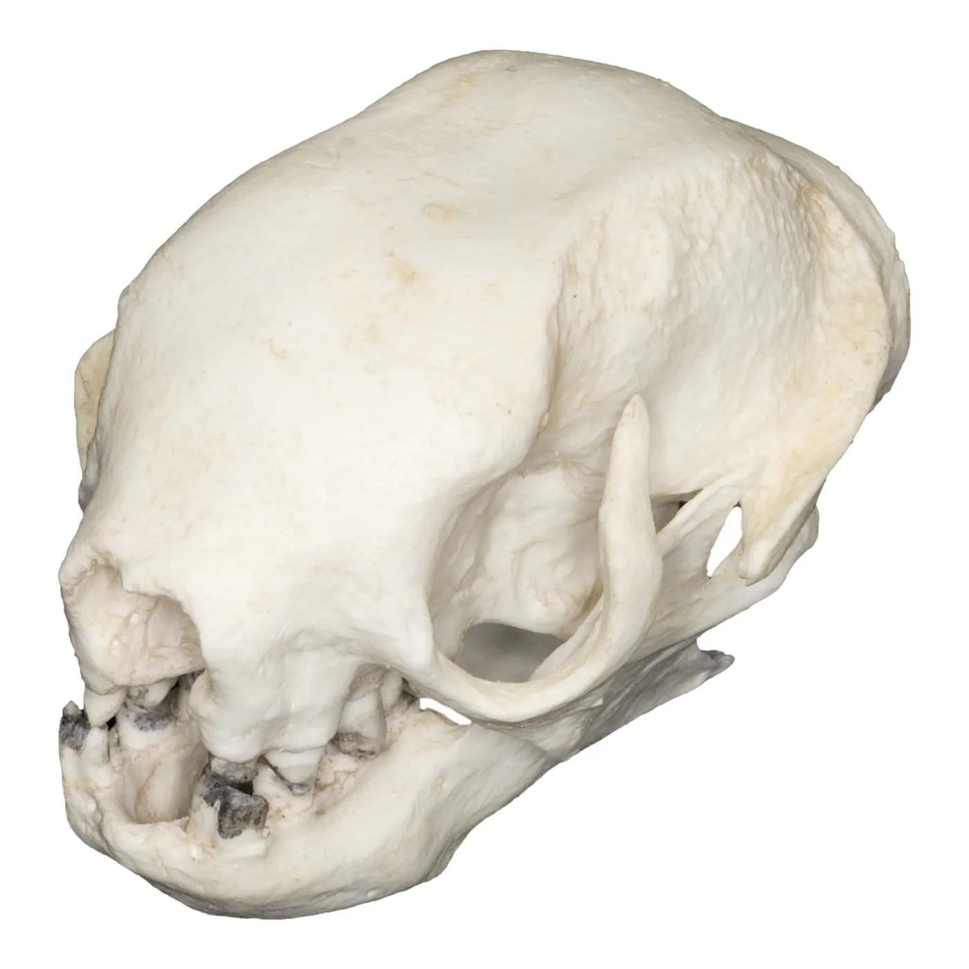 <p>Family <span>Bradypodidae</span></p>