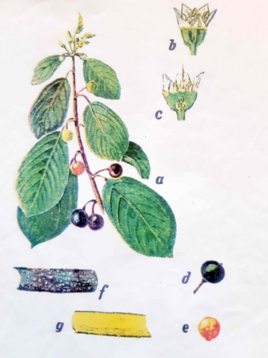 knowt flashcard image