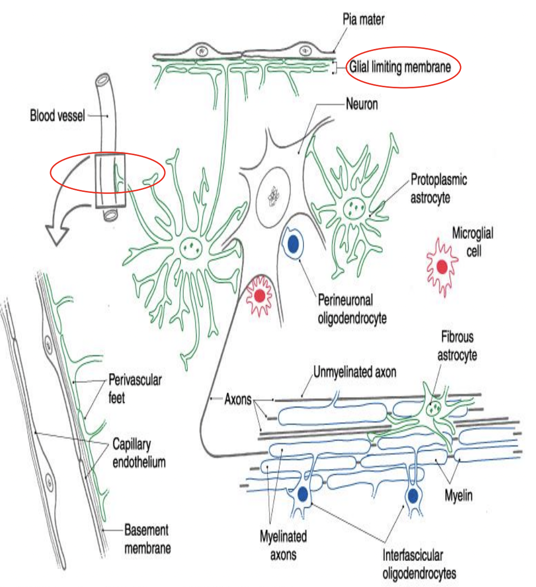<ul><li><p>star shaped, cover surface of most CNS neurons</p></li><li><p>expansive branches and end-feet </p><ul><li><p>line blood vessels </p></li><li><p>blood brain barrier (BBB)</p></li><li><p>participate in neural transmission </p></li></ul></li><li><p>structural support and metabolic support of neurons</p><ul><li><p>control of ionic environment and pH </p></li></ul></li><li><p>secrete neurotransmitters, cytokines, and growth factors</p></li><li><p>disease/neurological disorder: MS, Alzheimer’s disease </p></li></ul><p></p>